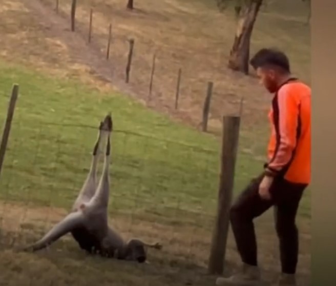 Kịp thời giải cứu chú Kangaroo bị mắc ngược chân trên hàng rào thép 